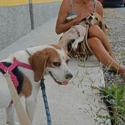 VENDO Cani a Pieve Fissiraga &ndash; foto 1