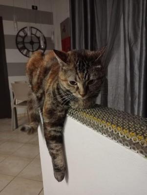 VENDO Gatti a Novi Ligure &ndash; foto 1