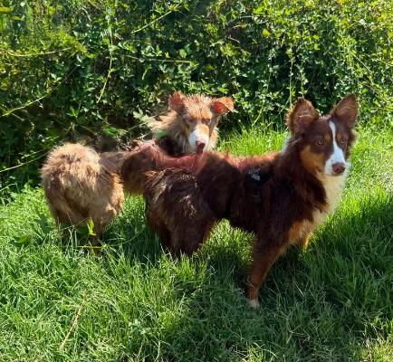 VENDO Cani a Novi Ligure &ndash; foto 1