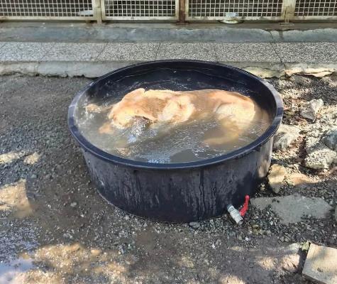 VENDO Cani a Novi Ligure &ndash; foto 1