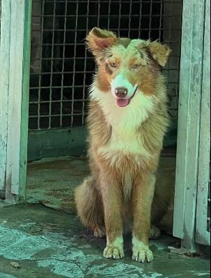 VENDO Cani a Novi Ligure &ndash; foto 1