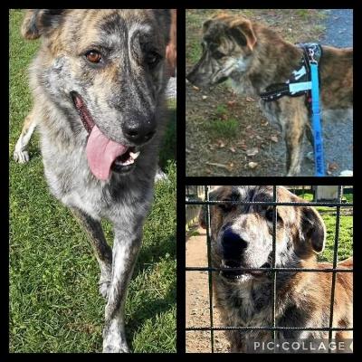 VENDO Cani a La Spezia &ndash; foto 1