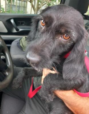 VENDO Cani a La Spezia &ndash; foto 1