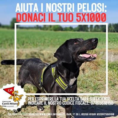VENDO Cani a Pieve Fissiraga – foto 1