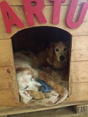 VENDO Cani a Milano – foto 1