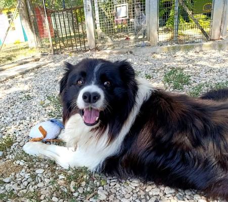 VENDO Cani a Milano – foto 1