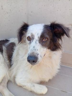 VENDO Cani a Corte Franca – foto 1