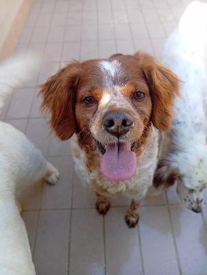 VENDO Cani a Corte Franca – foto 1