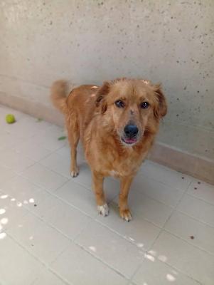 VENDO Cani a Corte Franca – foto 1