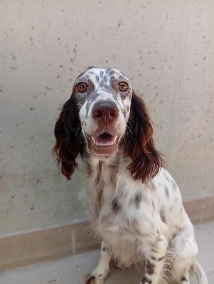 VENDO Cani a Corte Franca – foto 1