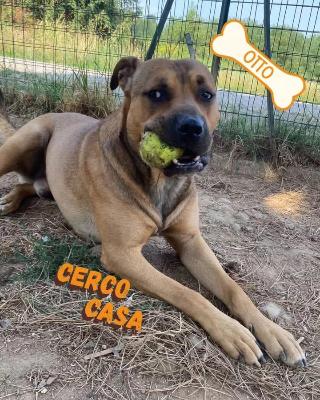 VENDO Cani a Olgiate Comasco – foto 1
