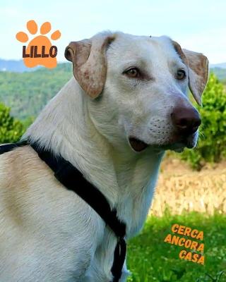 VENDO Cani a Olgiate Comasco – foto 1