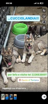 VENDO Cani a Tortona – foto 1