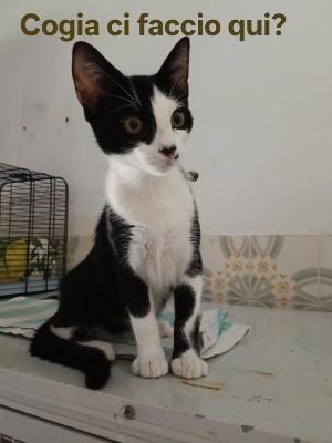 VENDO Gatti a Tortona – foto 1