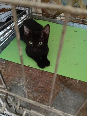 VENDO Gatti a Tortona – foto 1