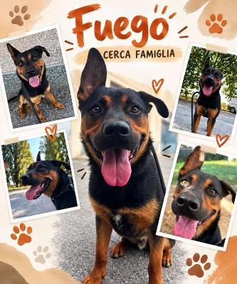 VENDO Cani a Trezzano sul Naviglio – foto 1