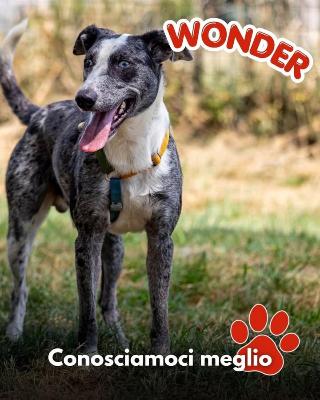 VENDO Cani a Mariano Comense – foto 1