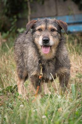 VENDO Cani a Brescia – foto 1