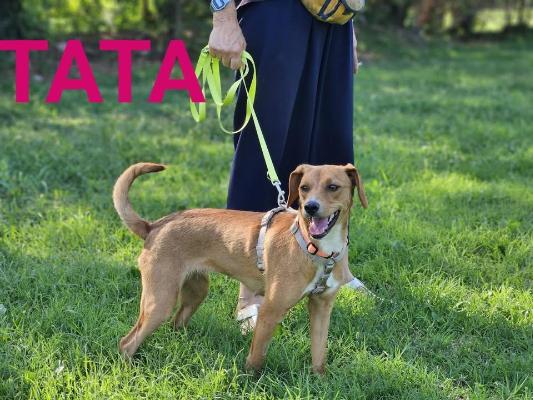 VENDO Cani a Brescia – foto 1