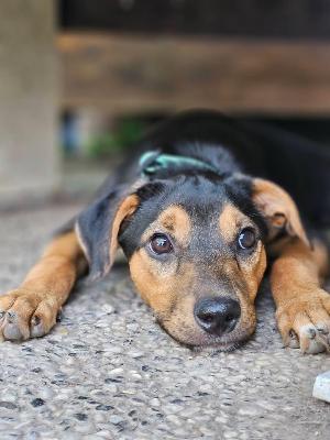 VENDO Cani a Brescia – foto 1