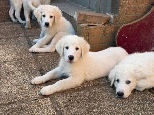 VENDO Cani a Campi Bisenzio – foto 1