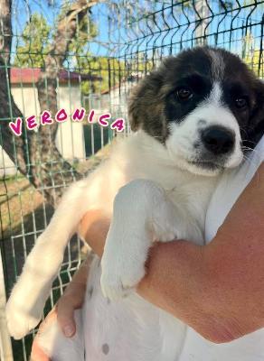 VENDO Cani a Campi Bisenzio – foto 1