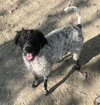 VENDO Cani a Campi Bisenzio – foto 1