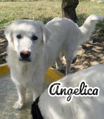 VENDO Cani a Campi Bisenzio – foto 1