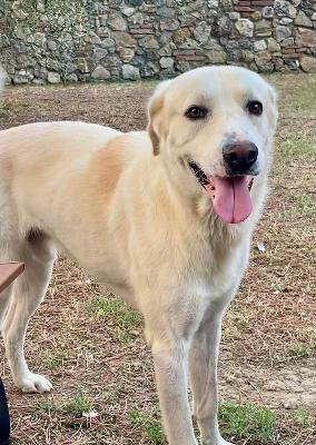 VENDO Cani a Campi Bisenzio – foto 1