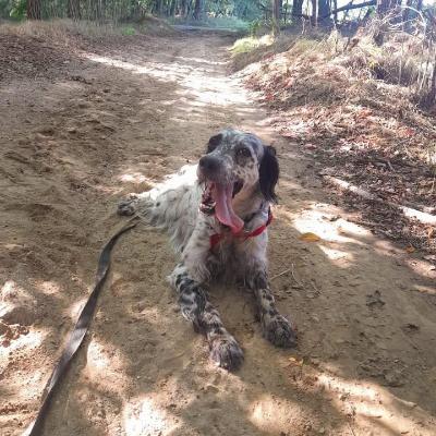 VENDO Cani a Somma Lombardo – foto 1