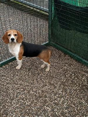 VENDO Cani a Pieve Fissiraga – foto 1