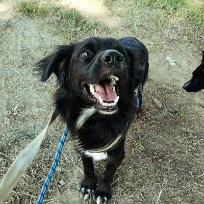 VENDO Cani a Pieve Fissiraga – foto 1