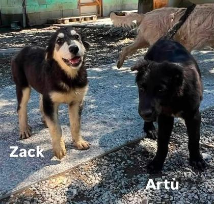 VENDO Cani a Novi Ligure – foto 1