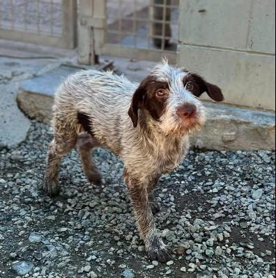VENDO Cani a Novi Ligure – foto 1