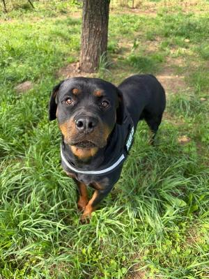 VENDO Cani a Monza – foto 1