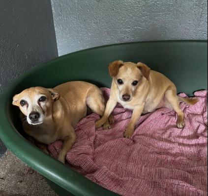 VENDO Cani a Omegna – foto 1