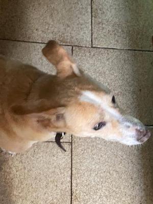 VENDO Cani a Omegna – foto 1