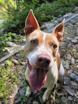 VENDO Cani a Omegna – foto 1