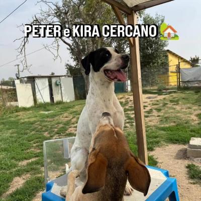 VENDO Cani a San Giuliano Milanese – foto 1