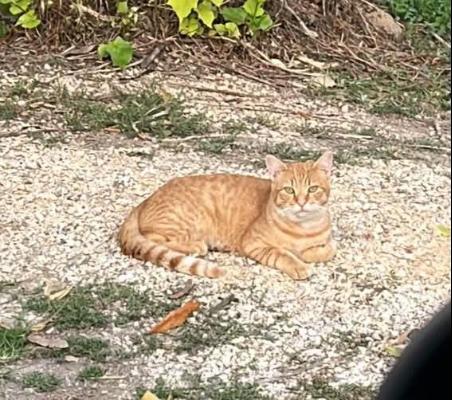 VENDO Gatti a Chioggia – foto 1