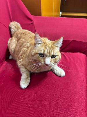 VENDO Gatti a Fanano – foto 1