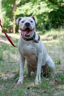 VENDO Cani a Ferrara – foto 1