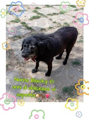 VENDO Cani a Perugia – foto 1