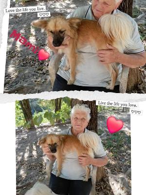 VENDO Cani a Perugia – foto 1