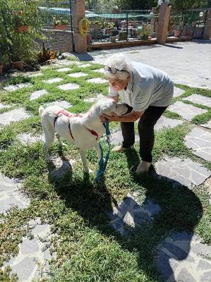 VENDO Cani a Perugia – foto 1