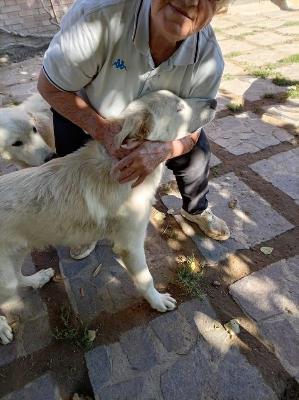 VENDO Cani a Perugia – foto 1