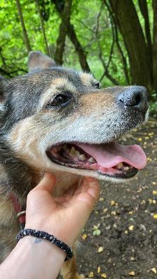 VENDO Cani a Locate Varesino – foto 1