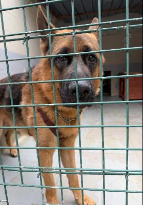 VENDO Cani a Genova – foto 1