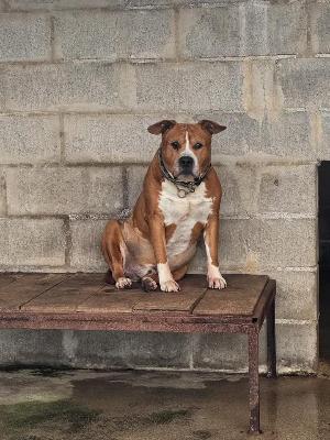 VENDO Cani a Genova – foto 1
