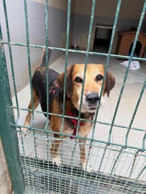 VENDO Cani a Genova – foto 1
